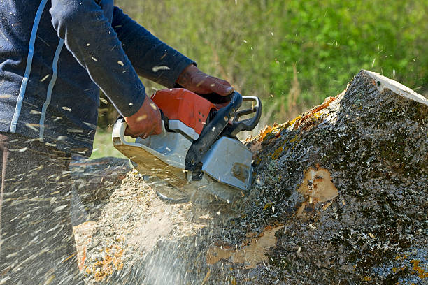 Trusted Ogdensburg, NJ Tree Service Experts